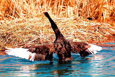 PlayStation月活跃用户达1.23亿 突破历史记录